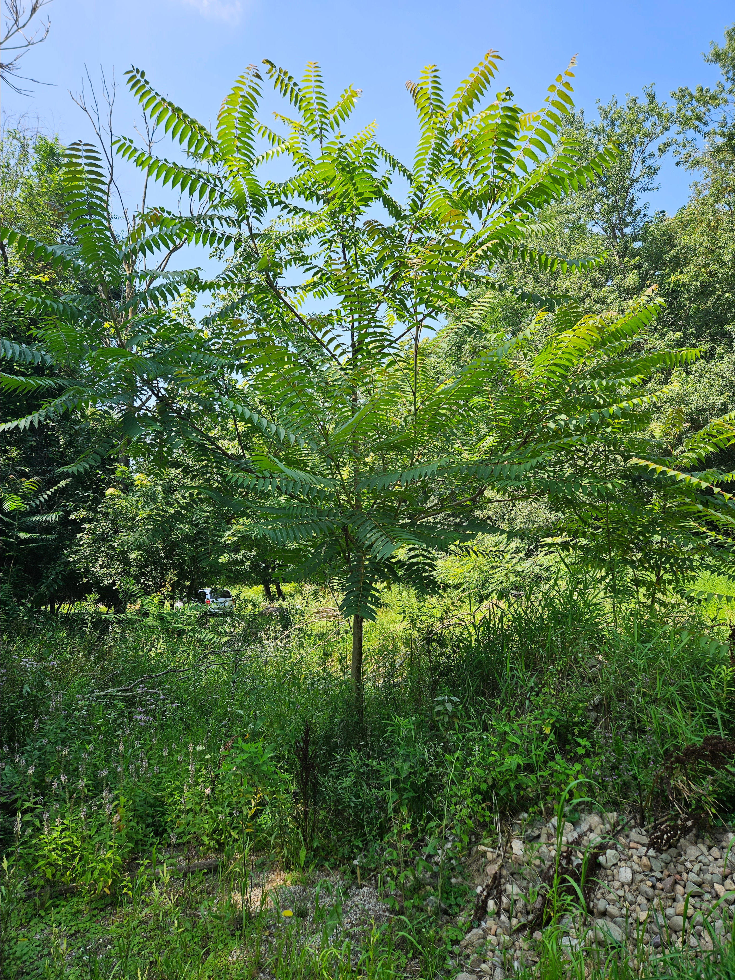 Tree of heaven sapling growing on a gravel pile.